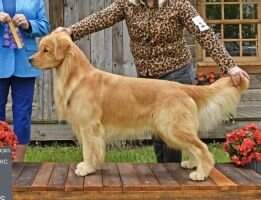 UKC CH Butternut's Saint Padraig CCA