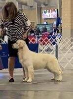Grace N Dogwood I'll Be Your Trophy CCA Grace N Dogwood I'll Be Your Trophy CCA