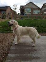 Barfield's Luna Barfield's Luna