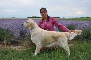 ChBG,GrandCh,BalkanCh Disney Fiona Of Shine'S Blue Dream