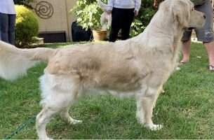 Bicklewood Isla Luvs To Tango (AI)