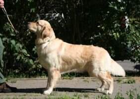 Aurum Pride Odri Aurum Pride Odri
