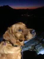 Natural Gamefinder Classic Duke