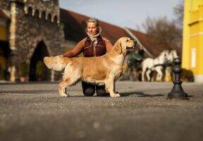 Swiss ShCh Shamrock Prince of the Seven Kingdoms