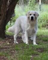 Lady Liliana Raye THDN CGCA