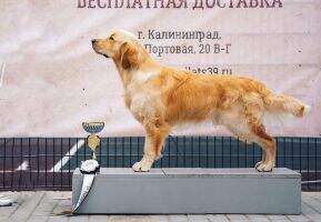 RUS RKF CH RUS RKF TOMIRIEL YUSTAS