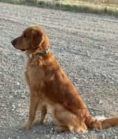 Emerson Lakes Runnin & Gunnin Rio