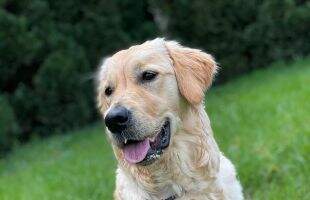 FEELGOOD LAZARYZOU RHAA LOVELY ROXY