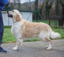 Slovenia CH, Shiva's Golden Tancredi