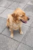 Old Blair's Golden Freja