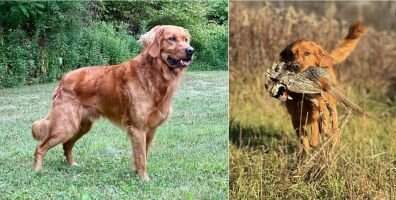 Allegheny River Retrievers Bodie Sampson TKN VHMA
