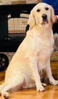 Hillsong Goldens Sweet Magnolia