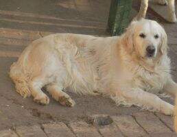 Forever My Queen Bear Of Gold