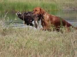 Grano Goldens Pride of Dakota