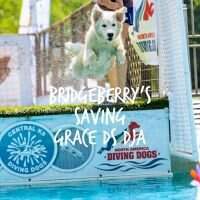 Bridgeberry's Saving Grace BCAT DS DJA RATI