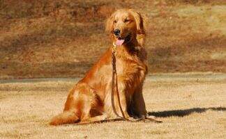 Coswalds Roberta CGCA Coswalds Roberta CGCA