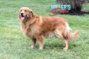 Millers Duke