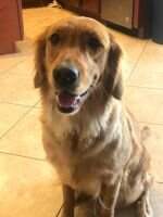 Koloa's Waggin' And A Traveling Show