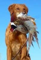 Quartermoon I Bear Claw