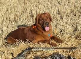 Sir Jed Son of Golden Hills' Burnished Brandy Rose