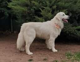Snowflake White Alfafa Snowflake White Alfafa