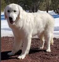 Snowflake White Migo Southern Paws Snowflake White Migo Southern Paws