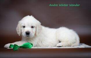 Andre Winter Wonder Andre Winter Wonder
