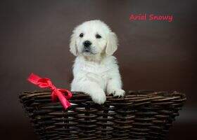 Ariel Snowy Ariel Snowy