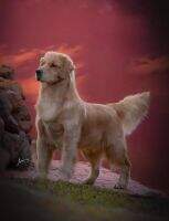 Golden Trip Mulder JM