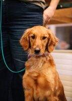 (UKC) RMX URX UROC RMC UCD BN PN J-Lyn's Kickstart My Heart (AKC) BN DCAT TKN FITB