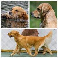 Ruffwater Pitch Perfect BN RA CCA