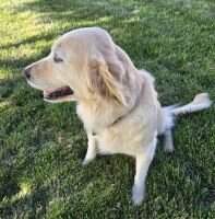 Angeles Forest's Asta Angeles Forest's Asta