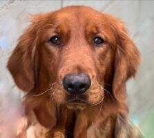 Oakley, Crimson Rose of Golden Hills