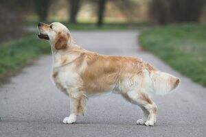 Junior C.I.B. VDH/DRC/HR/BiH/Rom./Slov. Show/Swiss Show Ch. C.I.E. Inverness Golden High Five Junior C.I.B. VDH/DRC/HR/BiH/Rom./Slov. Show/Swiss Show Ch. C.I.E. Inverness Golden High Five
