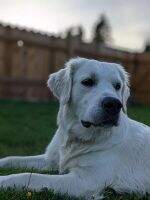 Gracegoldens Ryker Nova Gracegoldens Ryker Nova