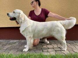 Bailey Zlat? Domov