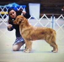 BOSS CH Amica Castlerock Power Shot BCAT POA