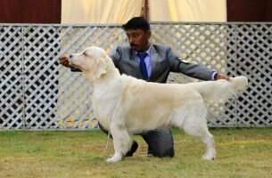 IND CH Bessie's Nalo