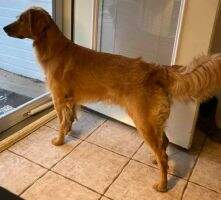 Red Dawn's Golden Vanity Of Palo Duro RATCH CZ8P DJ