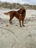 Denali Rose Of Pawmetto TKN VHMA FITB