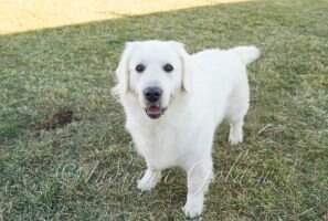 Wolfpack's Snow-White Chloe