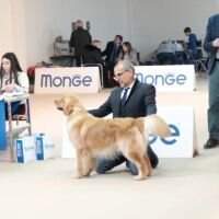 Goldens Do Gaules Whisky Goldens Do Gaules Whisky