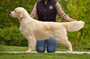 RO CH RO CH SK SK GOLDEN STAR Canis Regnum RO CH RO CH SK SK GOLDEN STAR Canis Regnum