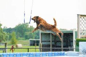 Wildwinds Lucy Is Just A Happy Happy Happy Dog BN RA FCAT CCA THDN RATS DS DJ HDN FDC CGCA CGCU TKN ATT VHMP FTN Wildwinds Lucy Is Just A Happy Happy Happy Dog BN RA FCAT CCA THDN RATS DS DJ HDN FDC CGCA CGCU TKN ATT VHMP FTN
