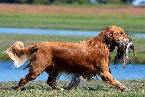 Docmar Cattail Get Yeti Cuz Here I Come