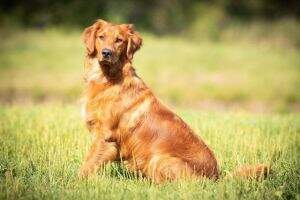 Gorgeous George of Scandia