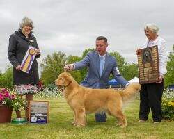 MBISS GCHS CH Charm City's Marvelous Miss Maisel RN TKN BCAT POA FITB BPIS