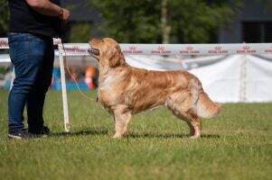 Belgium, German Club, VDH, Luxembourg, International Junior Champion & Luxembourg Champion Grey Goose Back in Black