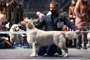 (C.I.B-J) Ch PL ChPL Romanian Club Winner 22' Arilis Line Karolina My Love