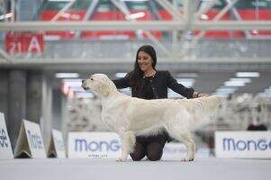 C.I.E./Italian/ Croatian Show Champion Jr Ita Ch. Linwood Hypnotizer